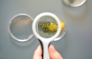 Close up of female scientist hand holding a magnifying glass to analyze golden glitter sample on...