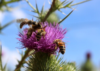 Bienen, Honigbienen, Wildbienen bestäuben Distel