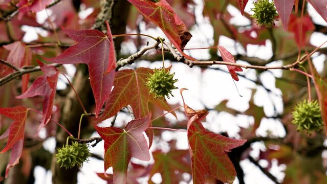 Colorful red leaves and green spiked fruits of Liquidambar styraciflua tree. American sweetgum autumn foliage sway in the wind