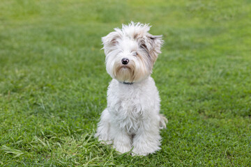 A beautiful Biewer Yorkie dog sits on the grass and looks at the camera. Cute Yorkie dog posing for the camera. A white Biewer Yorkie dog with long hair sits on the green grass of the back yard.
