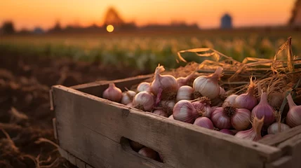 Fotobehang Garlic harvested in a wooden box with field and sunset in the background. Natural organic fruit abundance. Agriculture, healthy and natural food concept. Horizontal composition. © linda_vostrovska