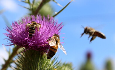 Bienen, Honigbienen, Wildbienen bestäuben Distel