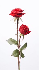 red rose isolated on white