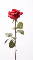red rose on white