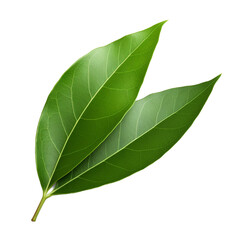 Obraz premium Bay Leaf isolated on transparent background
