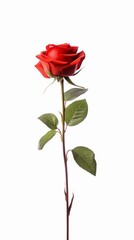 single red rose