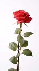 red rose isolated on white background
