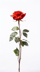 red rose isolated on white background