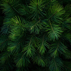 Fototapeta na wymiar Fir branches green needle abstract background Christmas texture. Square composition.