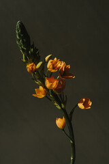 Elegant Star of Bethlehem flower stem on black background. Aesthetic floral simplicity composition....