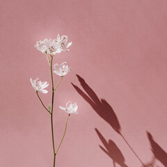 Aesthetic flower with sunlight shadows on pastel pale pink background
