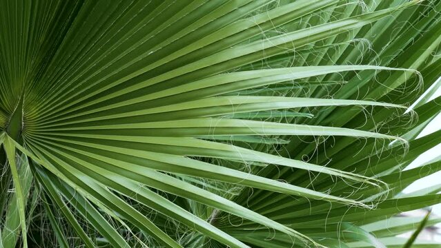 Washingtonia filifera palm leaf with hanging threads. Tropical tree leaves and long thread-like fibers