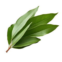 Bay Leaf isolated on transparent background