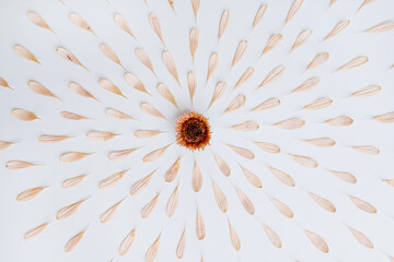 Minimal styled concept. Pale pink flower petals and bud on white background. Creative lifestyle,...