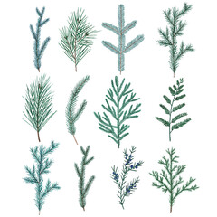 Watercolor Christmas tree branches. Green and blue сonifer plants. Pine tree, Juniper, fir, spruce, cypress, yew, cedar clipart. Hand drawn illustration for cards, posters, prints, and other design.