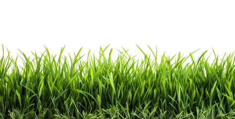 Obraz premium Green grass isolated on white transparent background, closeup. PNG