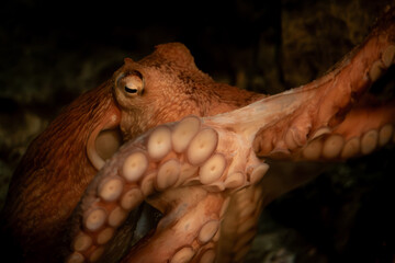 Giant pacific octopus in aquarium.
 - obrazy, fototapety, plakaty