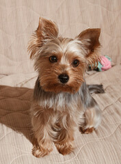 Cute two year old Yorkie terrier female is sitting on the bed. Minimal small dog concept. Monochromatic colors.