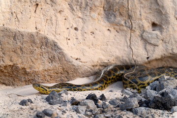 yellow anaconda on a bank of river
