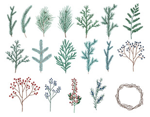 Watercolor сonifer branches. Green and blue evergreen plants. Christmas treeю Branches with red and blue berries. Hand drawn illustration for cards, posters, prints and other design.