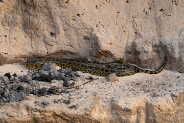 yellow anaconda on a bank of river