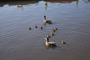 ducks on the lake