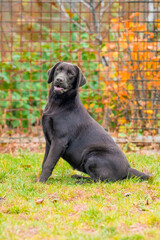 Labrador retriever walks on green grass