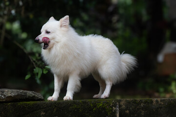 Indian Spitz dog standing alertly outdoors on a moss-covered surface with a lush green background,...