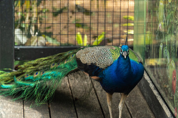 peacock with feathers