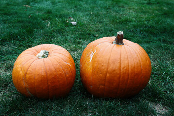 Two big freshly harvested pumpkins ready to carve for Halloween decoration