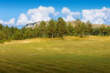 Durmitor mountains, Montenegro and tree