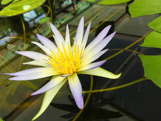 white water lily