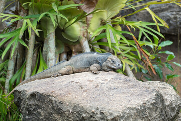 iguana on the rock