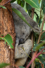 koala bear sleeping