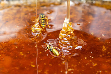 Macro honey bubbles close-up bright amber color. The texture of honey. The concept of healthy eating. Diet. the wasp drowned in honey, the wasp is sitting on sticky honey - obrazy, fototapety, plakaty