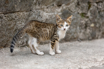 Stray cat in Old Town of Kotor, Montenegro