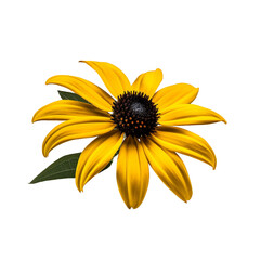 Black - Eyed Susan flower isolated on transparent background