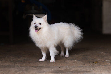 Cute Indian spitz dog . White dog with fluffy tail standing with open mouth and tongue out with...