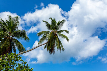 Palm crown, Island Mahe, Republic of Seychelles, Africa.