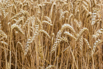 Rural scenery. Background of ripening ears of wheat field and sunlight. Crops field. Selective focus. Field landscape