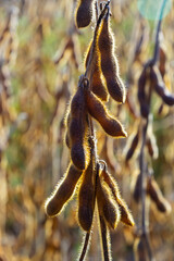 Soybeans pod macro. Harvest of soy beans - agriculture legumes plant. Soybean field - dry soyas pods