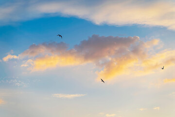 Scenic sky, sunset, birds in clouds, natural background