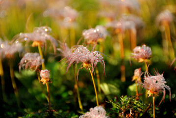 朝日に照らす綿毛のチングルマ