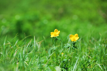 日本中央アルプス・千畳敷カールの花