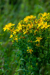 close-up of the yellow blossoms of Hypericum perforatum, a herbal medicine