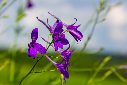 Wild Delphinium or Consolida Regalis, known as forking or rocket larkspur. Field larkspur is herbaceous, flowering plant of the buttercup family Ranunculaceae. Inflorescence with bright violet flowers