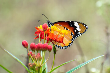 A Common Tiger Butterfly on Milkweed flower, Butterfly perched on a flower
