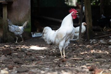 White rooster crowing in a chicken coop with some hens in the background. Big chicken coop with rooster and hens. © George