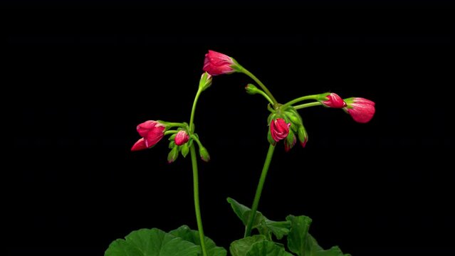 Timelapse of beautiful pink flower blooming on black background. Blooming geranium flower close-up