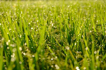 朝露に輝く若い稲穂